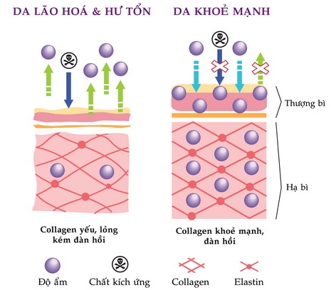 So sánh để thấy được việc cần thiết bổ sung collagen cho da