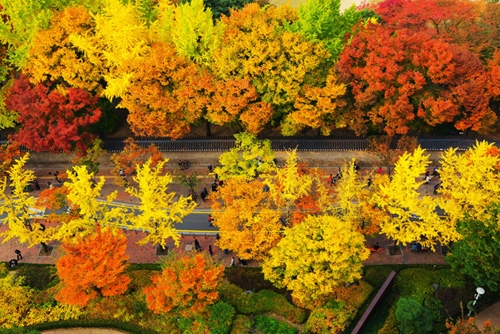 Deoksugung Doldam-gil nhìn từ trên cao vào mùa thu. Ảnh: Visitkorea.